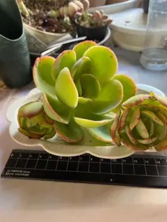 せいちゃん様 リクエスト 2点 まとめ商品