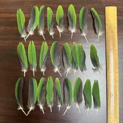 Item thumbnail for item 90b18376-a3b3-40ed-b3d3-9dd980291374