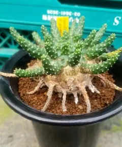 E.ガムケンシス　実生 E. gamkensis Seelingのサムネイル