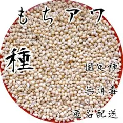 [작은 알갱이, 탱탱한 맛] 모찌와 (기장) 씨 1g