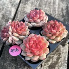 haru✽poupée様 リクエスト 2点 まとめ商品