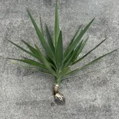 2026年最新】ユッカ エレファンティペスの人気アイテム - メルカリ