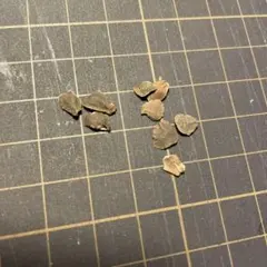 2026年最新】ホウオウボクの種の人気アイテム - メルカリ