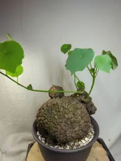 2025年最新】ステファニア スベローサの人気アイテム - メルカリ