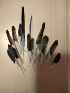 セキセイインコの羽　沢山 バードカービング