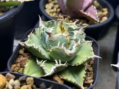 アガベ オテロイ 実生一点物 白肌 - メルカリ