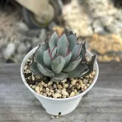 多肉植物 韓国苗 ストリクチフローラノヴァのサムネイル