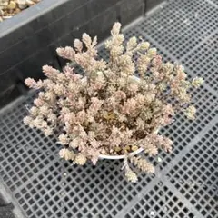 TT様 リクエスト 4点 まとめ商品