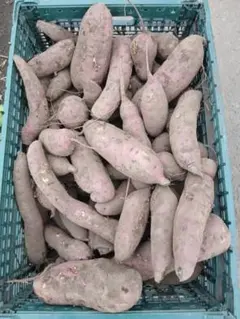 新鮮 さつまいも 収穫直後 多数入　紅はるか　約20キロ　※計測してません。
