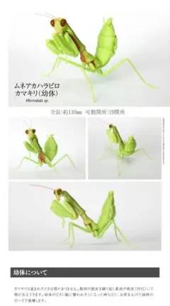 アザミカマキリ雄　立体標本 アザミカマキリ雄 立体標本 アザミカマキリ雄 立体標本