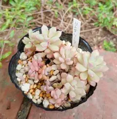 モッツァレラピザ様 リクエスト 2点 まとめ商品