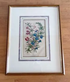 【真作】版画　手彩色銅版画　英国アンティーク　ボタニカルアート　花図譜　D172 真作】版画 手彩色銅版画 英国アンティーク ボタニカルアート 花図譜