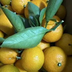 yukicoro様専用です。