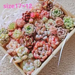 多肉植物 寄せ植えセット カット苗セット(17×12)