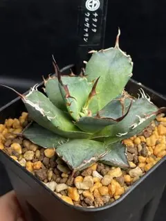 2026年最新】アガベ チタノタ 金剛の人気アイテム - メルカリ