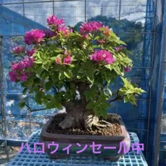 2025年最新】ブーゲンビリアキャンドルの人気アイテム - メルカリ