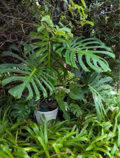 観葉植物 モンステラ デリシオーサ 超コンパクタ スケルトン 矮性