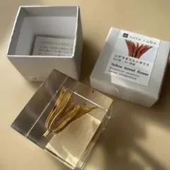 ウサギノネドコ　ソラキューブ　sola cube　ニゲラオリエンタリス