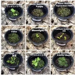 2026年最新】ビカクシダ マダガスカリエンセの人気アイテム - メルカリ