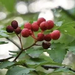 サンショウ雌木（抜き苗）山椒　サンショウ苗木のサムネイル