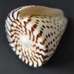 巻き貝　イモガイ　アンボンクロザメ　クロフモドキ　特大　15cm 10個セット Yahoo!オークション - アンボンクロザメ クロザメモドキ