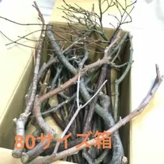 面白い形の小枝セット　(80サイズ箱いっぱい)