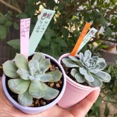 2025年最新】miyaさん苗の人気アイテム - メルカリ