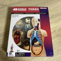 人体模型】KIKKERLAND HUMAN TORSO - メルカリ