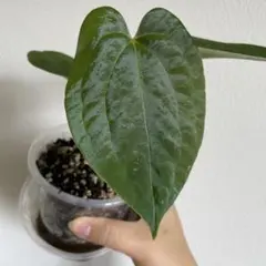 F*P様 Anthurium AOS✖️RVDP斑入り - メルカリ