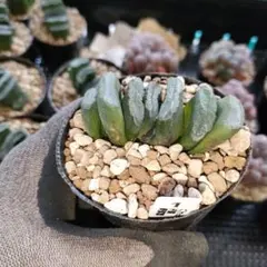 ハオルチア　玉扇　鬼岩城　一株指定出来ます