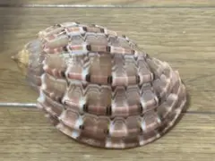 美品　貝殻の標本　カワムラショクコウラ　7.7cm 貝殻 天然