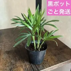 ②苗負担軽減のため❣️黒ポットごと発送❣️テーブルヤシ　チャメドレアエレガンス 6苗
