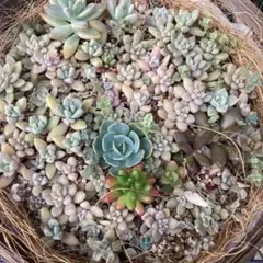 春の寄せ植えセット【ネコポス発送】