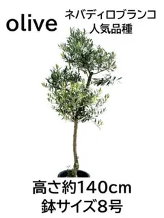 オリーブの木 ネバディロブランコ 10号 約180cm NO.964 人気 現品