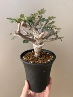 2026年最新】センナメリディオナリス の人気アイテム - メルカリ