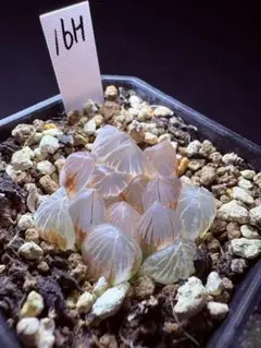 多肉植物 ハオルチア 竜爪オブツーサ錦 糊斑 - メルカリ