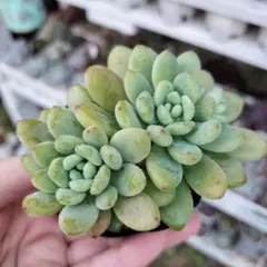 ちびコロちゃん様 リクエスト 3点 まとめ商品