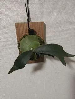 P.Stella Aeterny TC ビカクシダ ステラエターニ TC株 - メルカリ