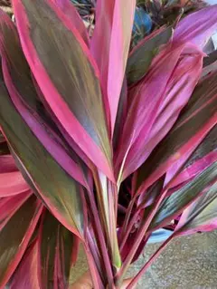 あろま　※プロフ確認お願いします様 リクエスト 2点 まとめ商品