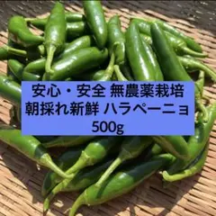 【農家直送】朝採れ新鮮 ハラペーニョのサムネイル