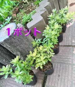 斑入り小型キリンソウ 1ポット200円（送料別途） ※メルカリ便発送