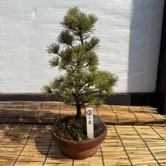 2026年最新】五葉松の人気アイテム - メルカリ