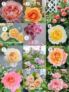 2026年最新】バラ挿し穂 セットの人気アイテム - メルカリ