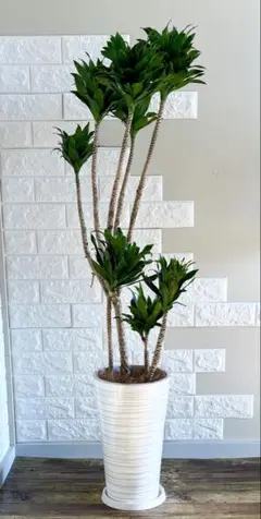 2026年最新】ドラセナ コンパクタの人気アイテム - メルカリ