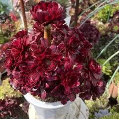 多肉植物。 美姬法師錦抜き苗22頭 - メルカリ