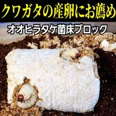 ヒラタケ菌糸ブロック(廃菌床)クワガタの産卵に！カブトムシ幼虫の栄養