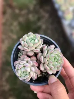 Top【選抜株】多肉植物 21209ベルベット ダイヤモンド35個 鉢無し/脱土