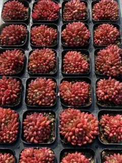 s*様 L554　ルビー　40鉢　多肉植物　土鉢付き エケベリア 韓国苗