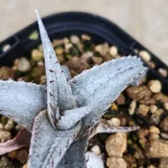 2026年最新】dyckia brauniiの人気アイテム - メルカリ