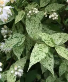 2026年最新】斑入り葉ウツギの人気アイテム - メルカリ